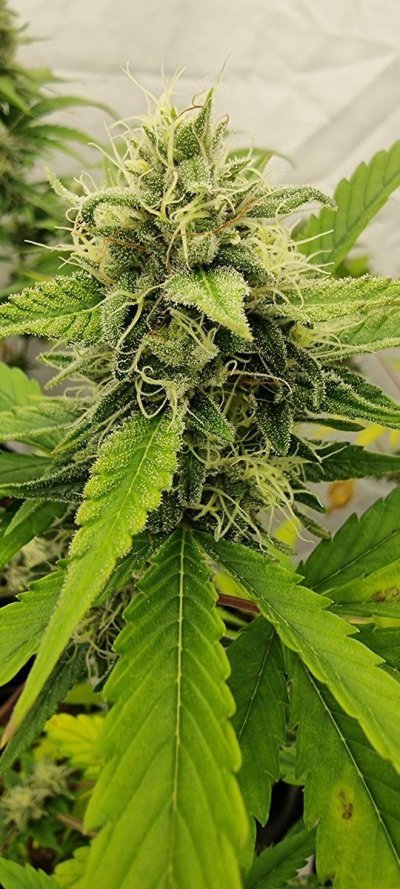 Let's See Your Frostiest Flowers