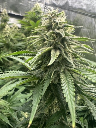 Over fed or specific nutrient deficiency?
