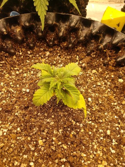 breeding-jedi-death-star-seeds-2.jpg