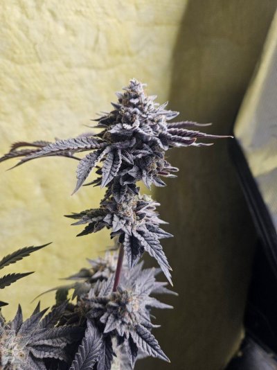 Exotic genetix and solfire grow
