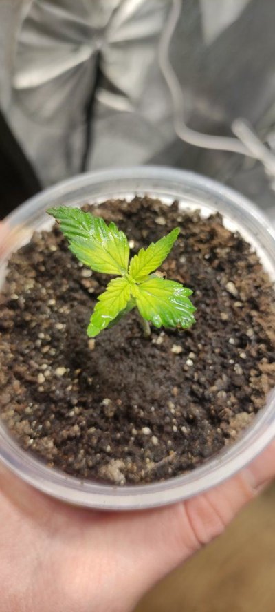 Seedlings! Show your babies!!! 😆