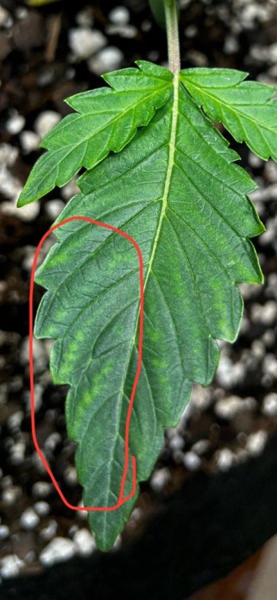 Light green spots, please help!