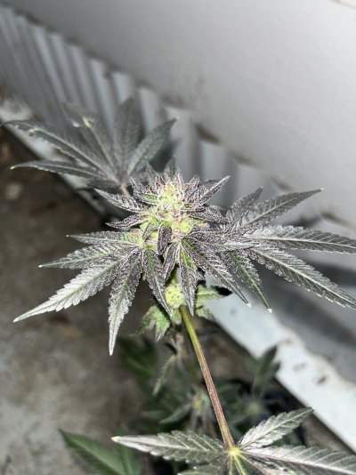 Harvesting my runt I grew in the cold