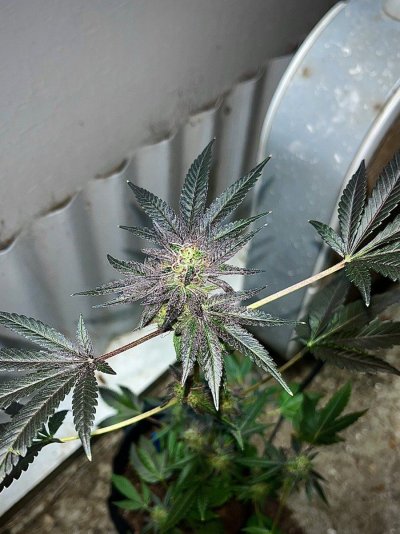 Harvesting my runt I grew in the cold