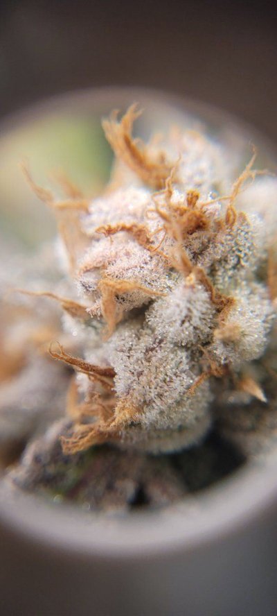 ready-for-chop-first-grow-little-uncertain-despite-knowing-about-trichs-2.jpg