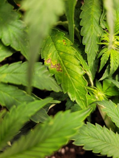 f1-autoflower-early-flowering-stage---what-issue-do-you-think-i-have-3.jpeg