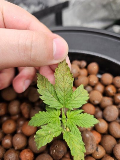 DWC with recirculating drip, brown/yellowing of leaves, some curling. Thoughts on a fix?
