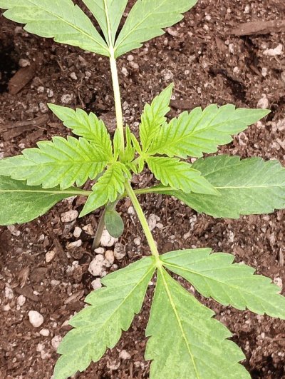 seedsman-seeds-grows-lets-show-em.jpg