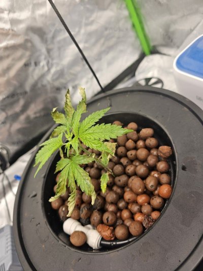 DWC with recirculating drip, brown/yellowing of leaves, some curling. Thoughts on a fix?