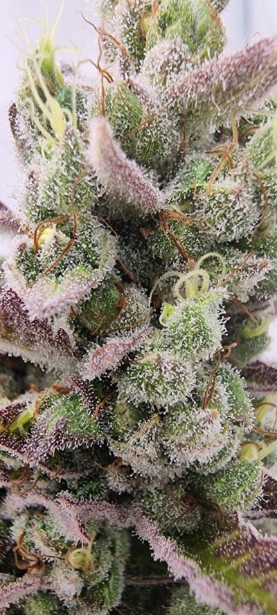 Let's See Your Frostiest Flowers