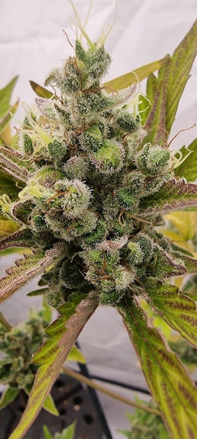 Let's See Your Frostiest Flowers