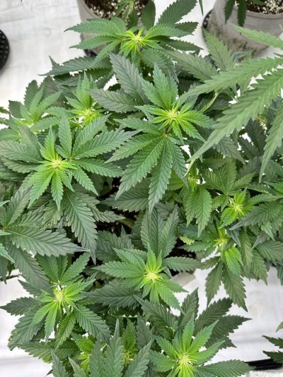 could-these-plants-have-hplvd-6.jpeg