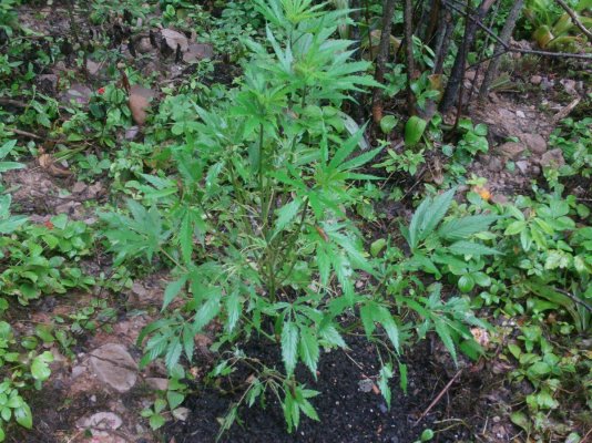 outdoor photos of plants updated 001.JPG