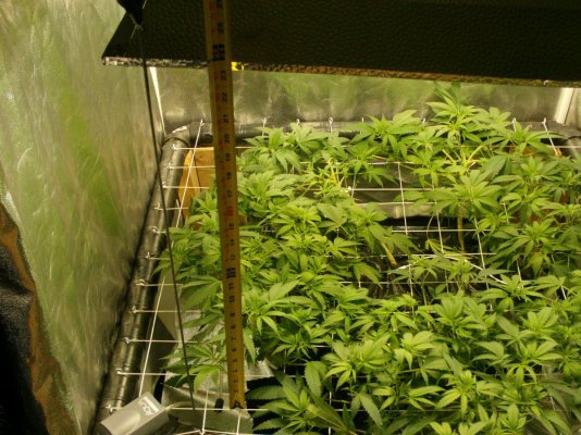 updated scrog, last day of veg and when lights when out for 36hs 034.JPG