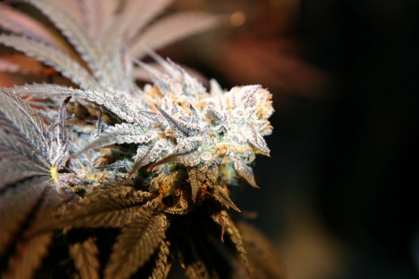 Evolution Seeds - aliendog F3's