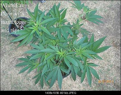 white-fire-4.jpg