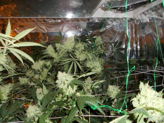 8-14-11 006.JPG