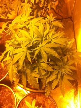 IMG_1517.jpg