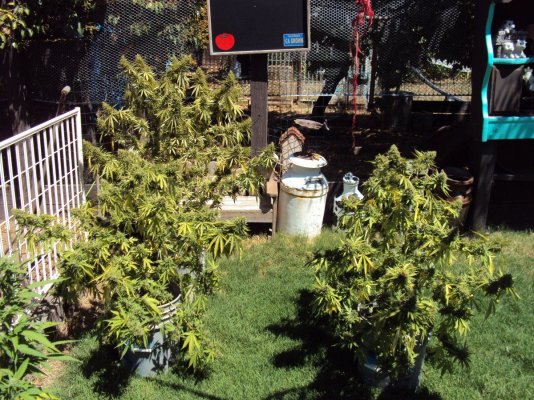 Picture 917.jpg
