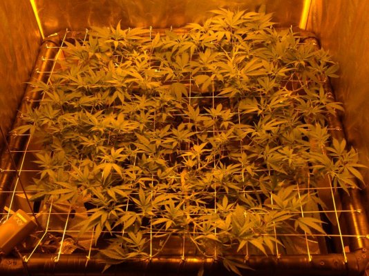 updated scrog budding stage, day 3 013.JPG