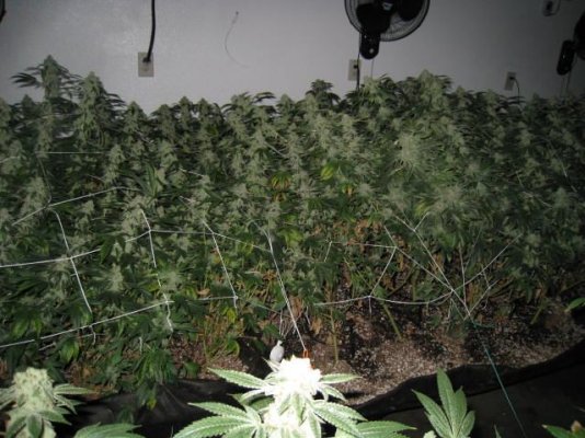 A few shots of my rooms growing in Beds with some new strains WIFI X SOUR D and...