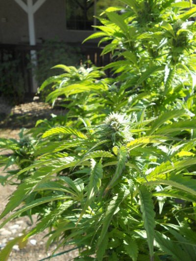 8-16-11 outdoor 041.JPG