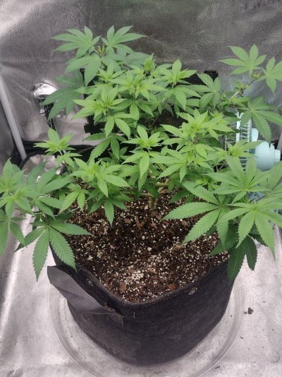 Dont Eat the Yellow Snow and Check Out DRAGON'S CLOSET GROW! ●FEATURING:::: SPIDER FARMER SF2000 EVO