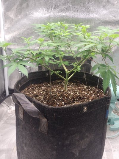 Dont Eat the Yellow Snow and Check Out DRAGON'S CLOSET GROW! ●FEATURING:::: SPIDER FARMER SF2000 EVO