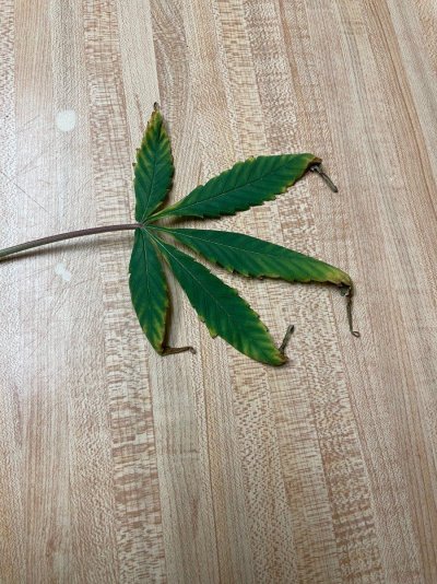 suddenly-lost-some-lower-fan-leaves.jpg