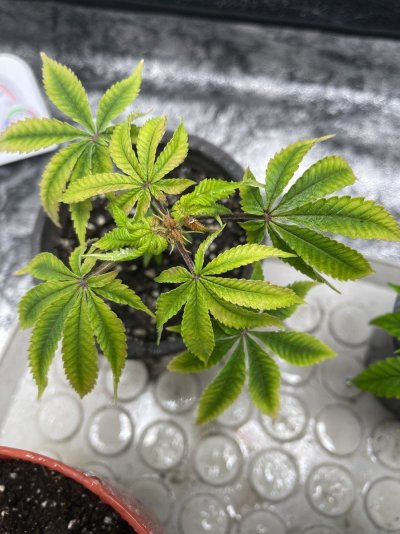2nd-grow-star-killers-questions-inside-3.jpg