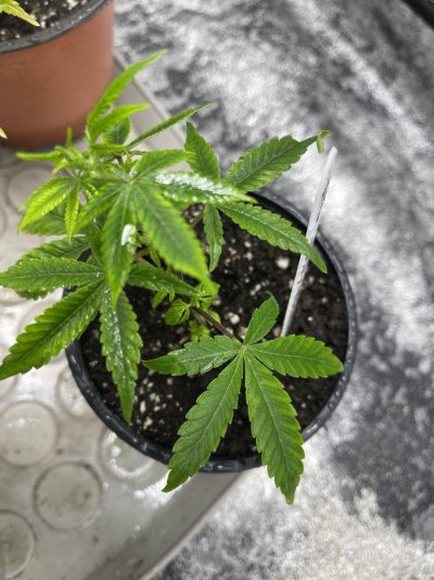 2nd-grow-star-killers-questions-inside-4.jpg