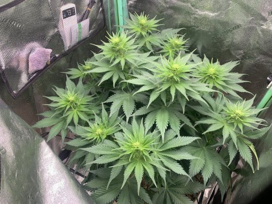[Closet tent] Topped OG Kush photoperiod on 12/12 using pH 6 tap water and no nutes