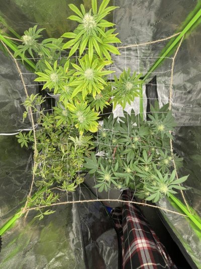 Is it bad to test a nug out before harvest?