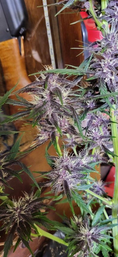 some-nice-purple-coming-through-7.jpg