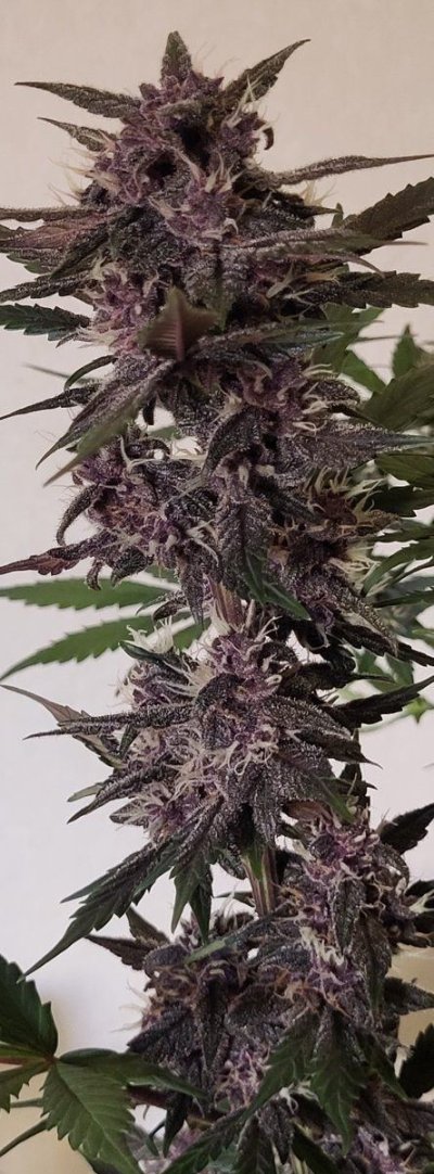 some-nice-purple-coming-through-9.jpg