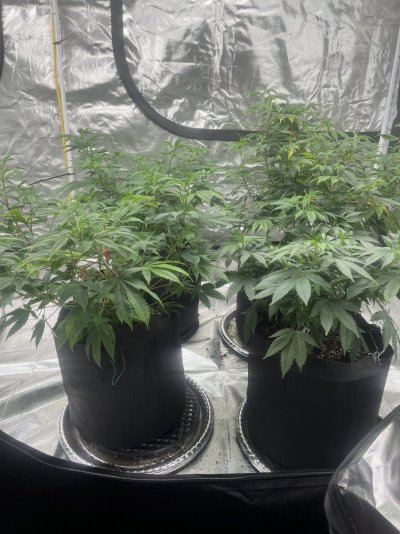 Another new guy and I’ve made mistakes!
