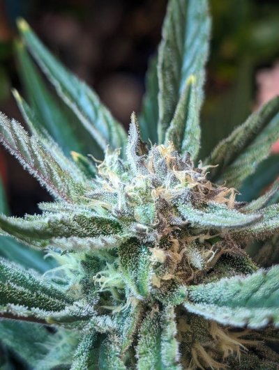 Let's See Your Frostiest Flowers