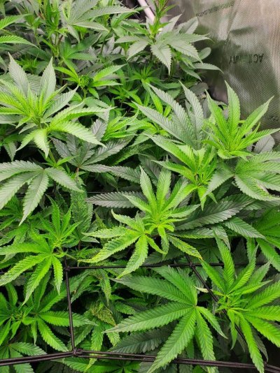 variegated-leaves-i-am-guessing-5.jpeg