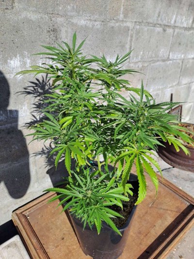Yellowing leaves  in veg help please