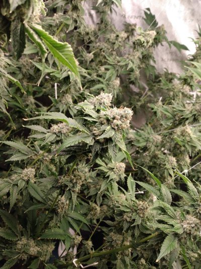 Cap junky and legend og by Mr greenbee