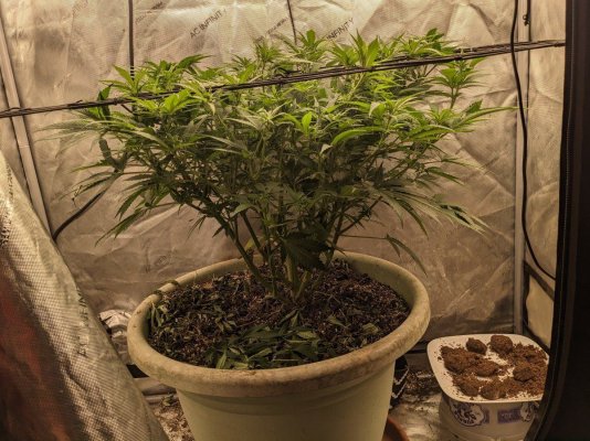 santa-muerte-15-days-into-flower-2.jpg