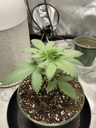 The White OG (First Photoperiod grow)