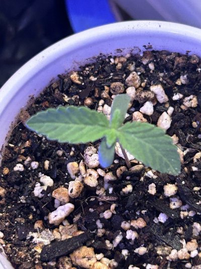 How do these 5 and 8 day seedlings look