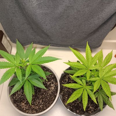 Any help would be appreciated. New grower here. Having a color issue with one plant being too light