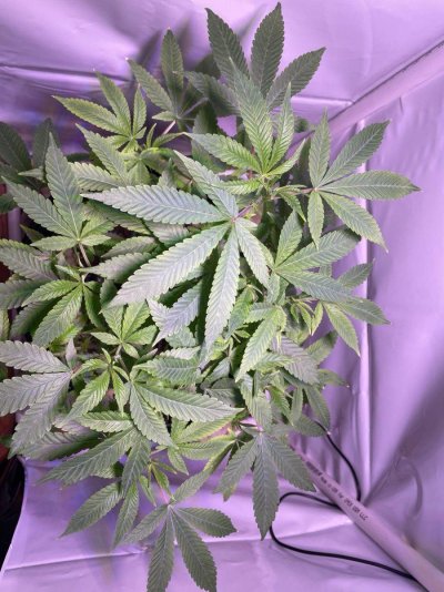 maryjane-02.jpg
