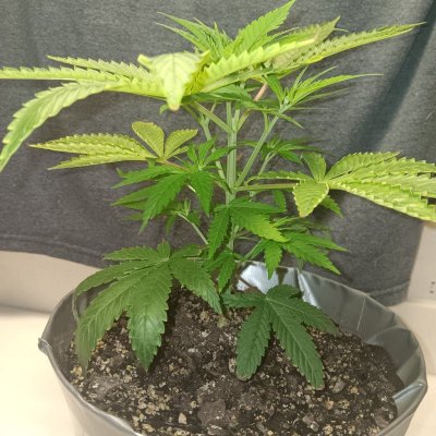 New Growers question, plants look too light in color on poor persons budget grow
