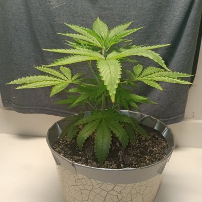 New Growers question, plants look too light in color on poor persons budget grow