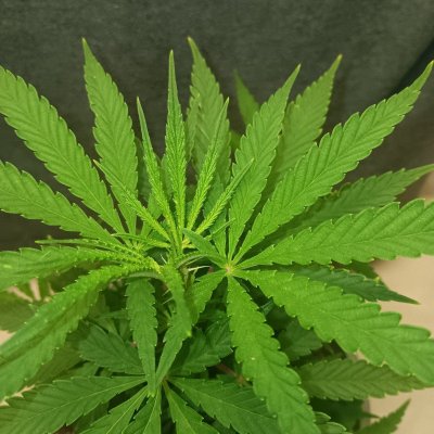 New Growers question, plants look too light in color on poor persons budget grow