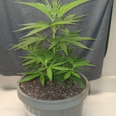 New Growers question, plants look too light in color on poor persons budget grow