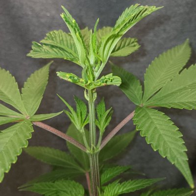 New Growers question, plants look too light in color on poor persons budget grow
